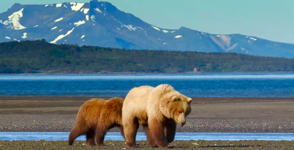 Webby Award Winner - BBC Earth Instagram Account